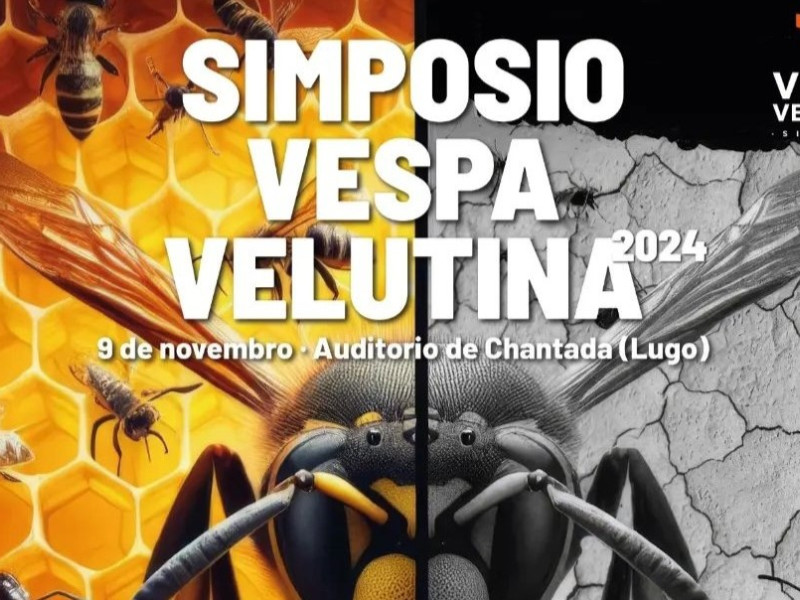 velutina