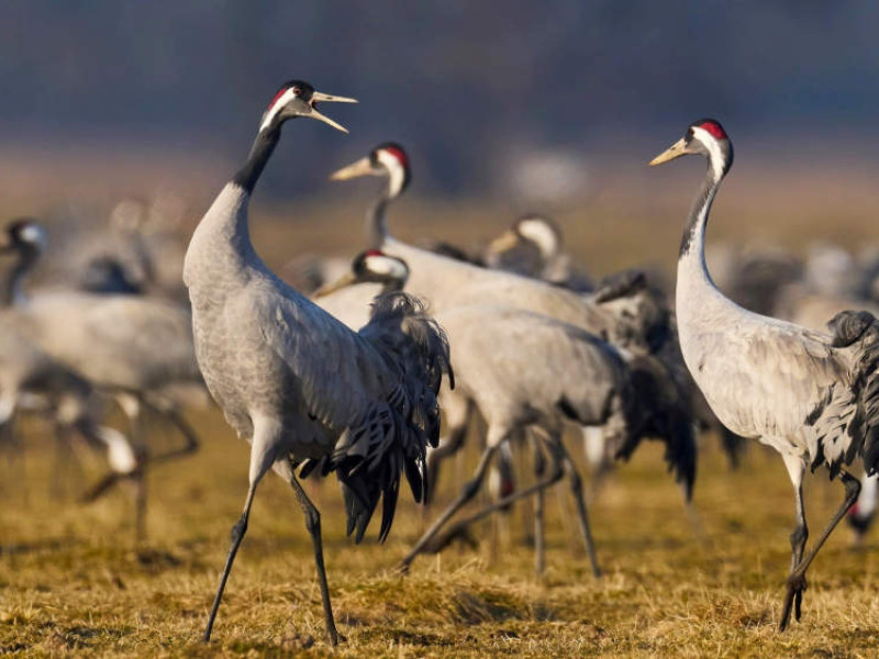 Grullas en Gallocanta.