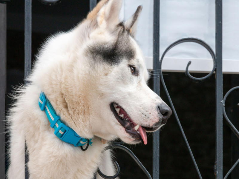 Retrato de un perro de raza husky siberiano