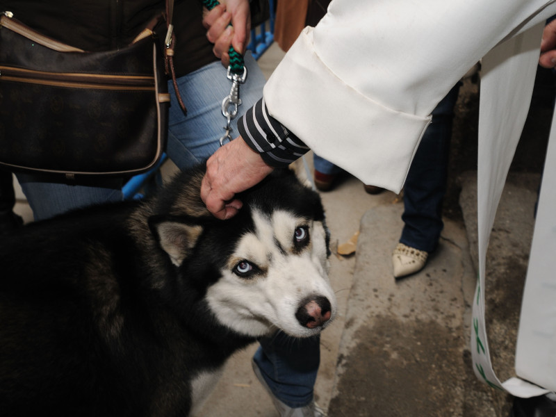 Festividad de San Antón (Patrón de los Animales) el 17 de Enero "Iglesia de San Antón" Comunidad de Madrid