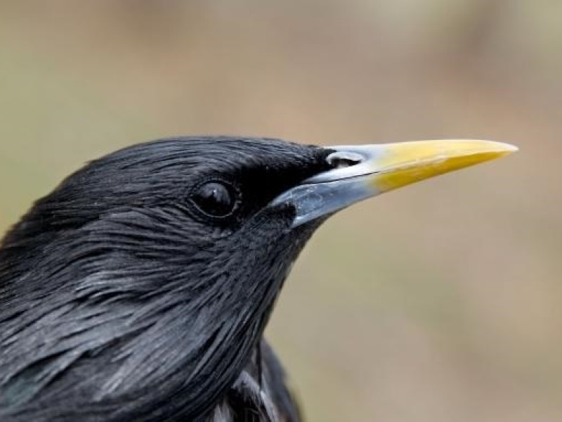 EuropaPress_6310758_starling_sturnus_unicolor