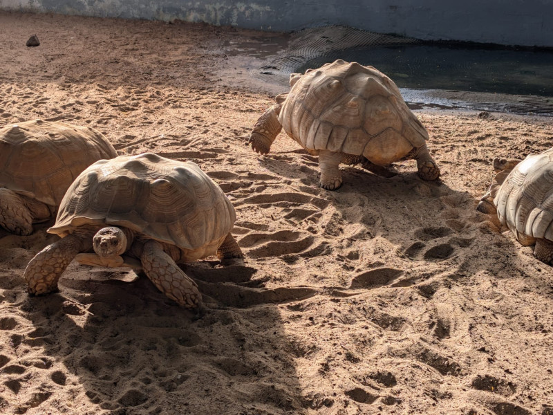 Tortugas de tierra