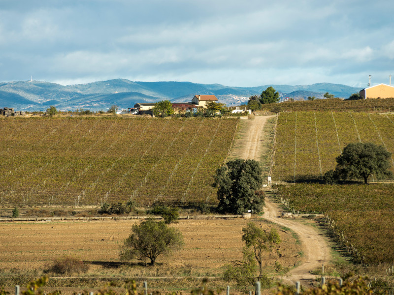 Viñedos de Somontano, Huesca, España