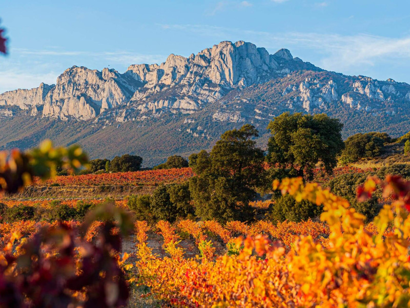 Vista de viñedos en Rioja alavesa