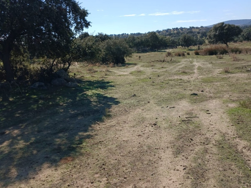 Preocupación en La Haba por la muerte violenta de animales: "Nadie sabe qué bicho es ese"