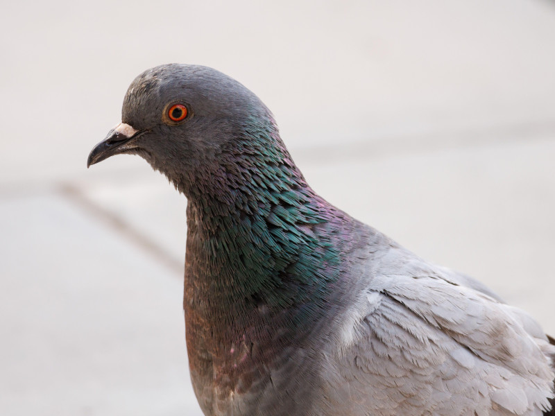 Retrato de una paloma (Columba livia domestica) en un parque público de la ciudad de Alcoy, España