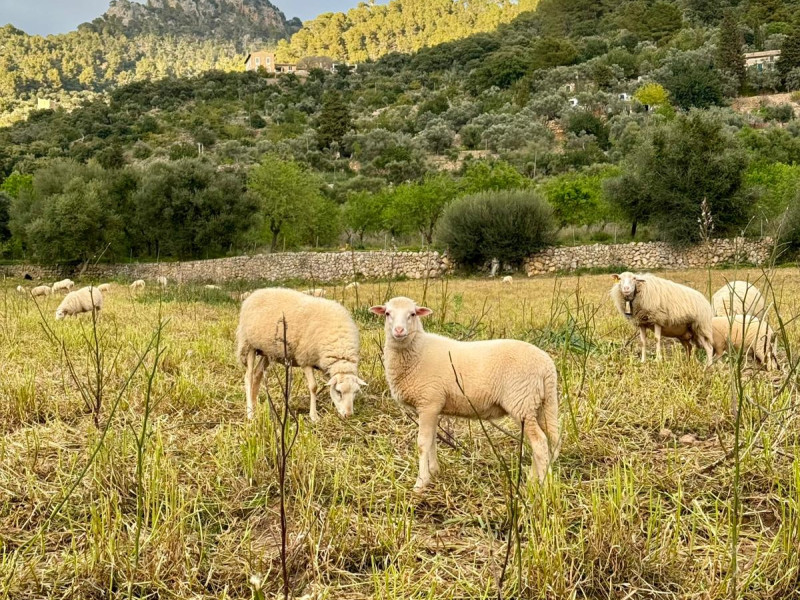 Lengua azul