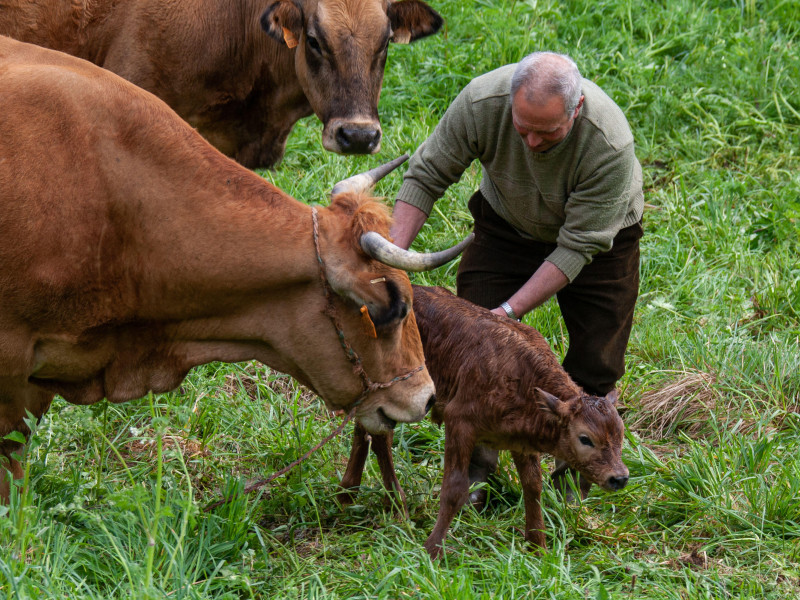 Becerro y agricultor recién nacido en Asturias en España