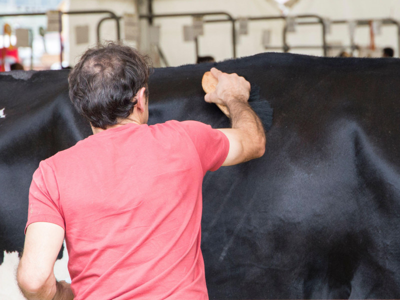 Un hombre acicala y prepara una vaca para salir a la exposición de ganado vacuno.