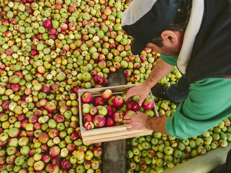 Custom Drinks ha recibido 1,5 millones de kilos en sus instalaciones de Chantada