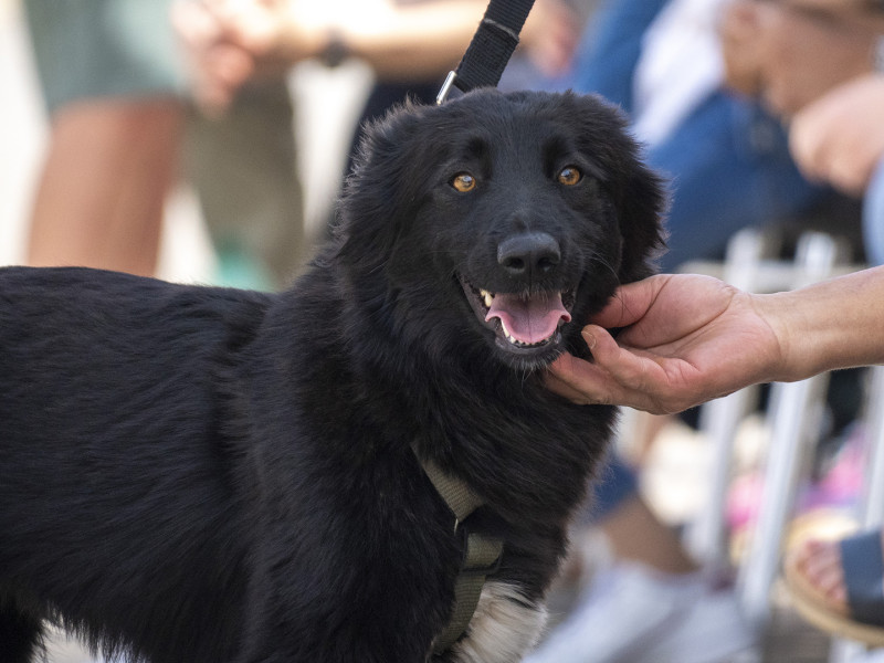 Un perro en busca de un hogar durante los desfiles solidarios de BIOPARC Valencia