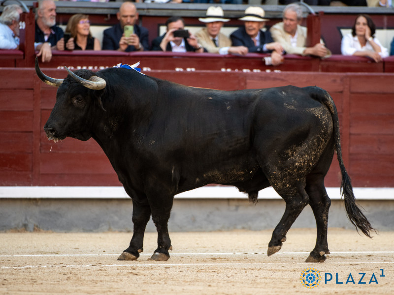 El toro "Tejonero" lidiado en San Isidro