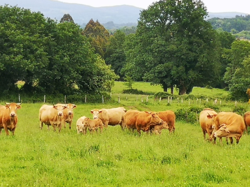 Rubia Galega campo