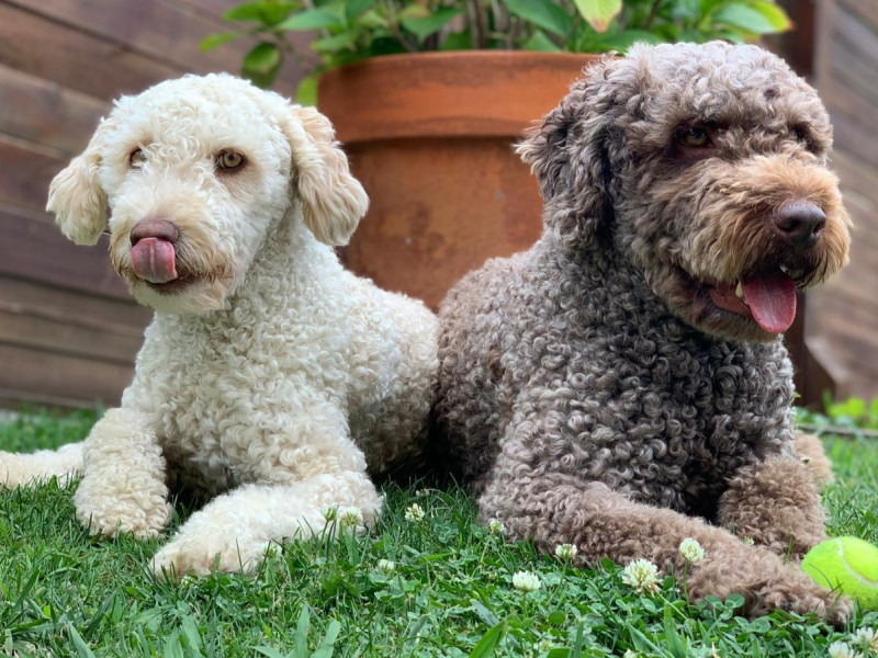 Tuco y Maya, perros de agua