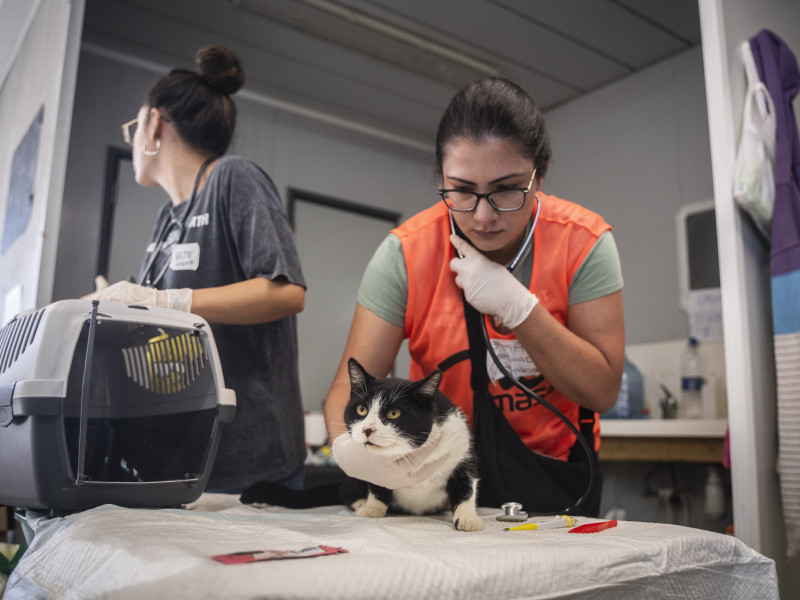 Dos mujeres atienden a un gato en el campo de fútbol de Benimaclet