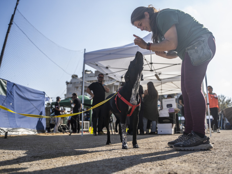 Un perro junto a una voluntaria del campamento solidario de animales en el campo de fútbol del CF Sporting Benimaclet