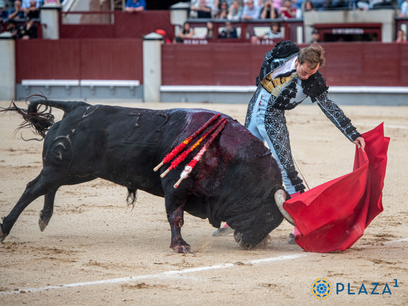 Román, con el toro 'Oficial' de Fuente Ymbro en la pasada Feria de San Isidro