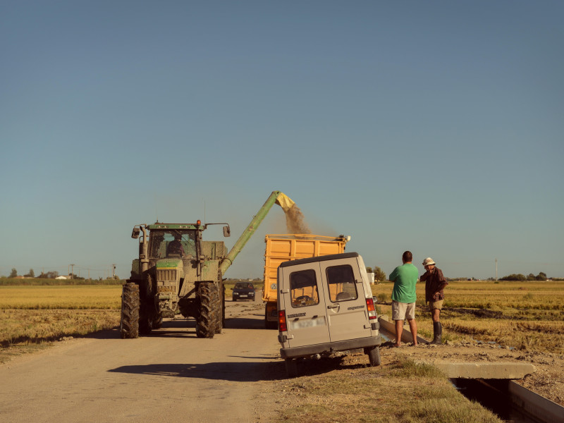 Cosecha de arroz, Delta del Ebro, España