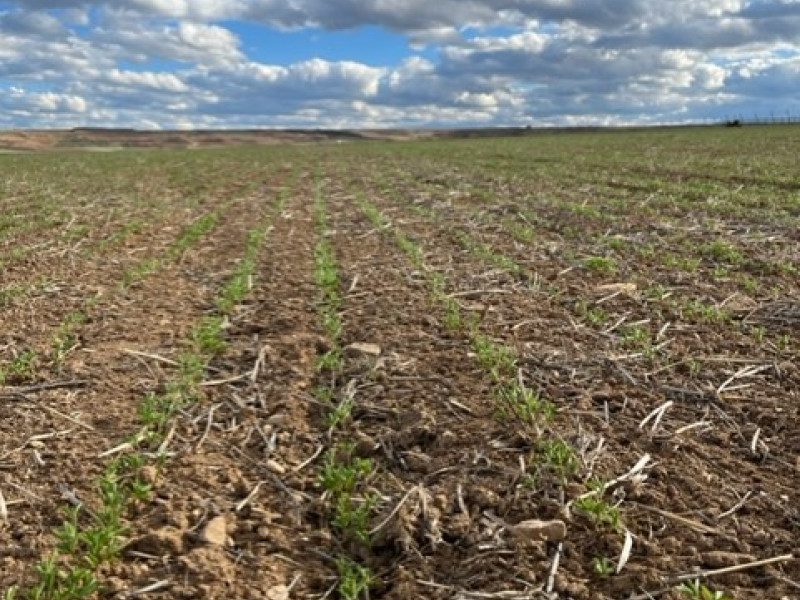 Cultivo de lentejas en Briones