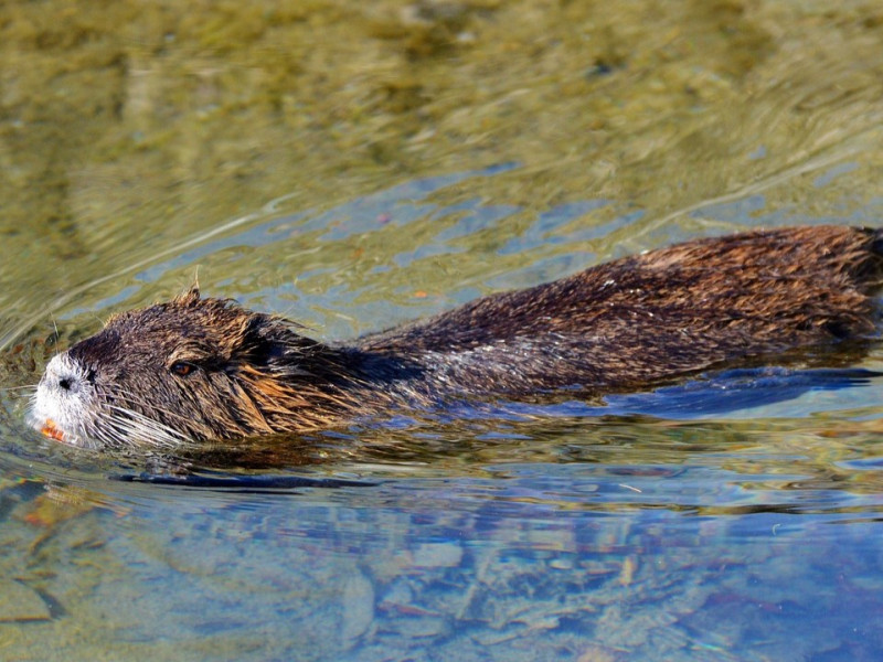 Una nutria, en el agua