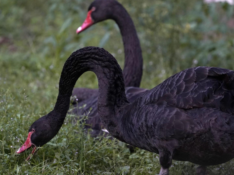 Dos cisnes negros, en la zona del estanque del parque de Isabel la Católica, en Gijón