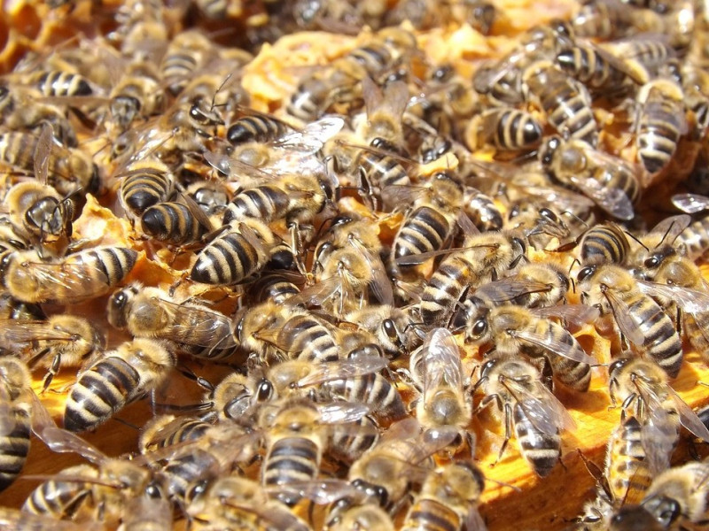 Colmena de abejas