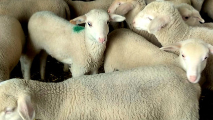 Isabel Herrero, ganadera salmantina