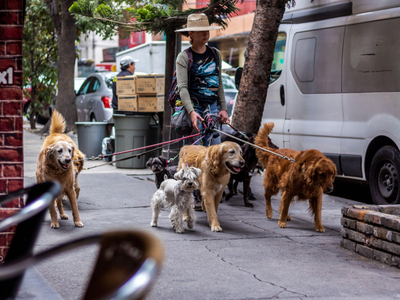 Paseando perros