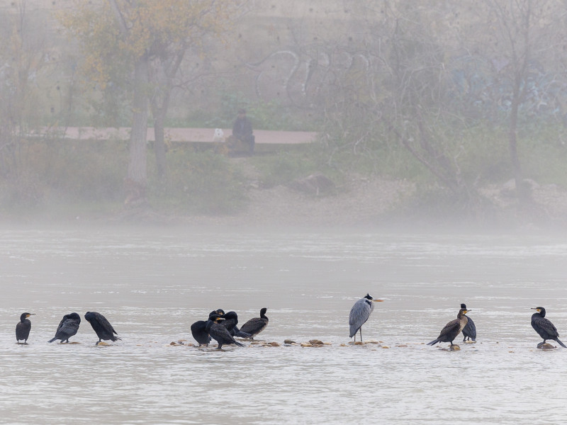 Una garza real (Ardea cinerea) y un grupo de cormoranes (Phalacrocorax carbo) sobre unas piedras del río Ebro a su paso por Zaragoza