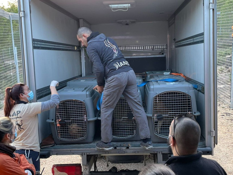 Los animales han llegado después de 20 horas de viaje.