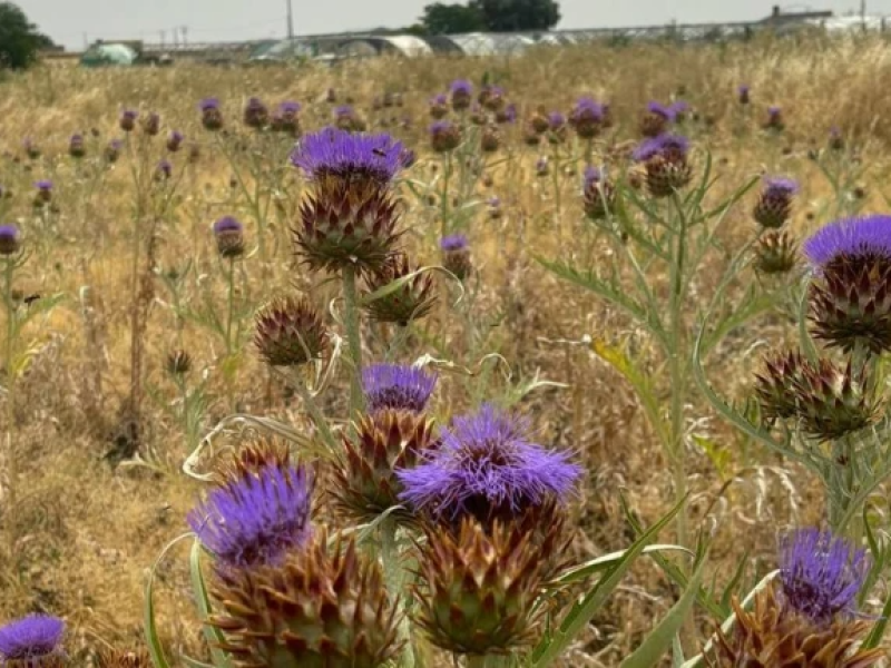 Plantación de cardo