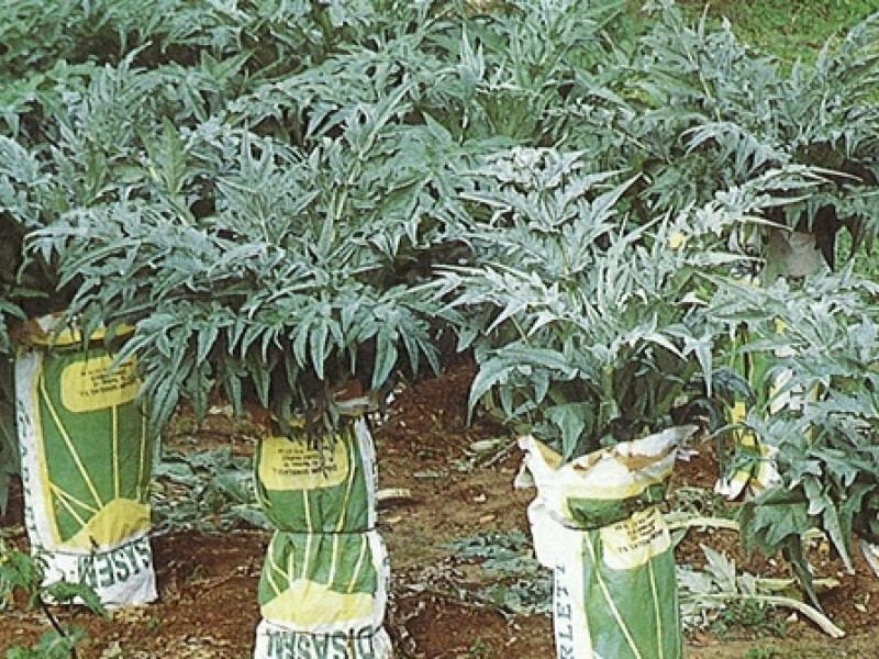 Huerta riojana con cultivo de cardo