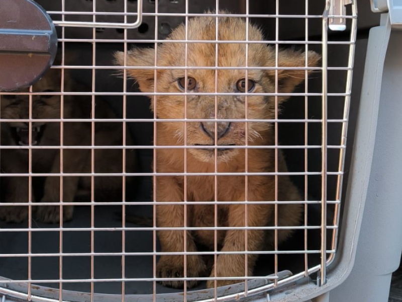 Leones rescatados de un circo francés y trasladados a Alicante