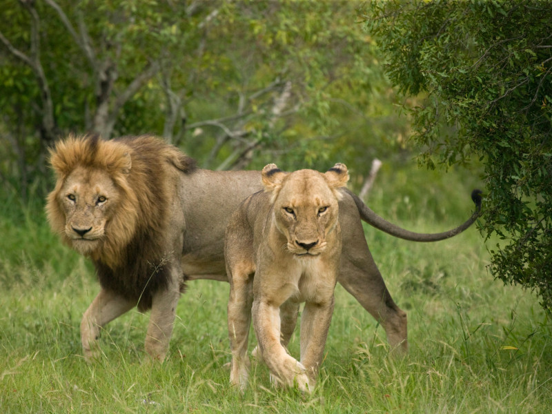 Una pareja de leones en libertad