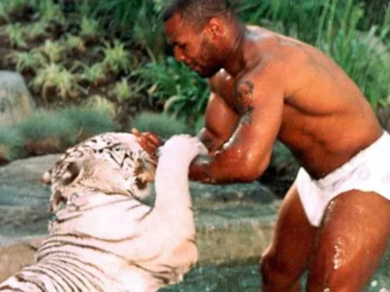 Mike Tyson juega con uno de sus tres tigres de bengala.