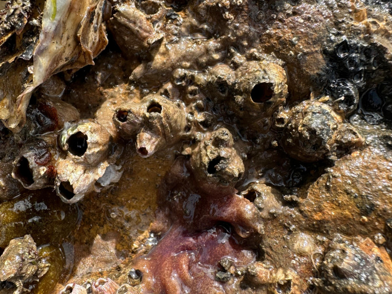 Una investigación de la Universidad de Oviedo alerta sobre la llegada de una especie invasora