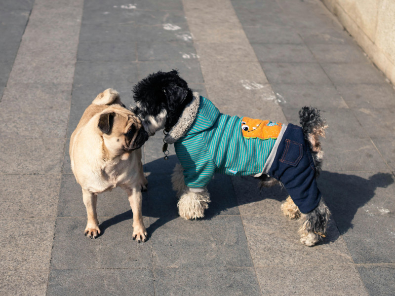 Esta es la razón por la que tu perro huele el trasero a otros perros: 