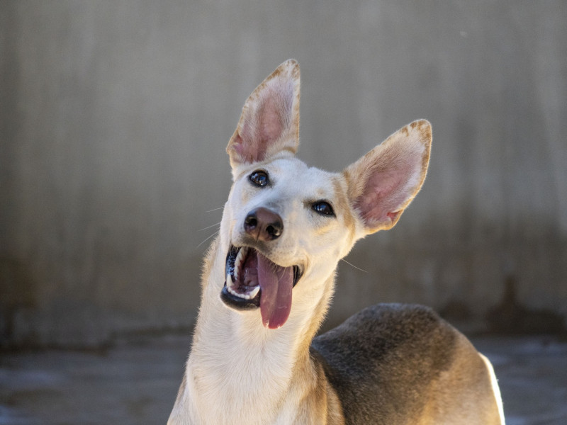 Perro en adopción