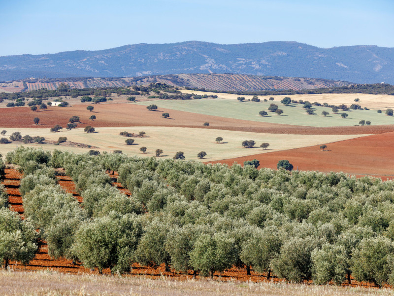 Paisaje típico cerca de Santa Cruz de Mudela, provincia de Ciudad Real, España. Olivares, campos