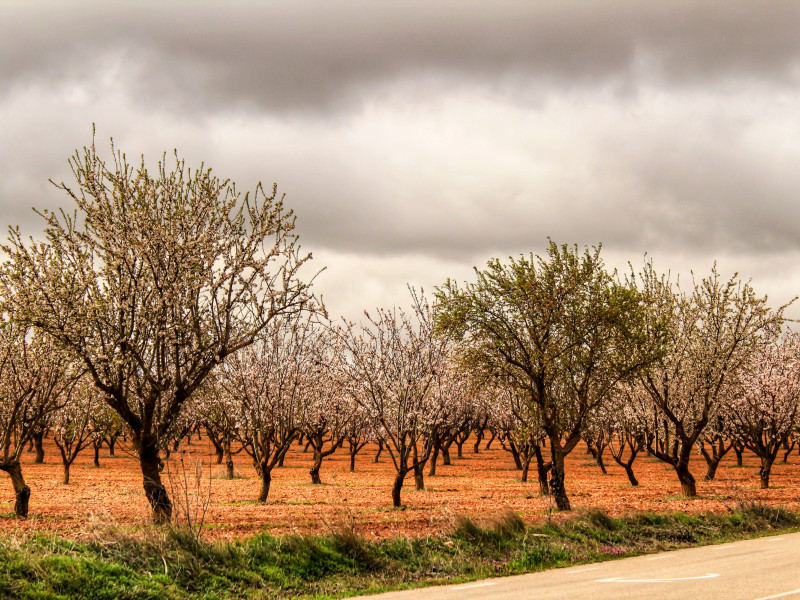 Almendros en flor bajo un cielo gris en Albacete, España