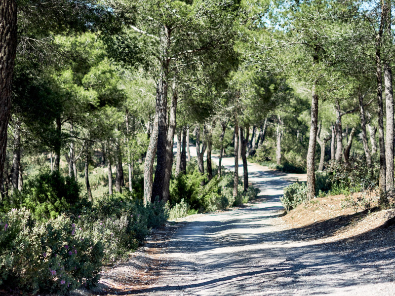 Sendero entre los pinares de la montaña de la isla de Ibiza