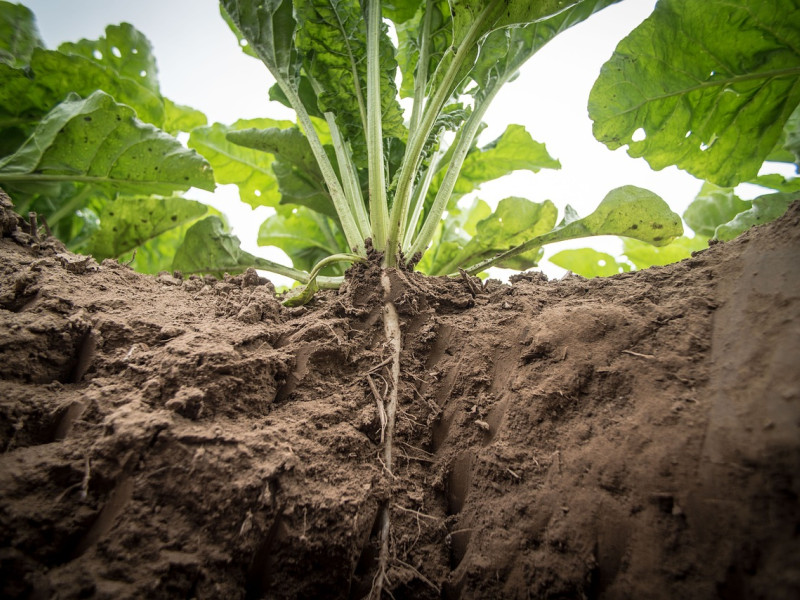 Agricultura: hoja del nabo