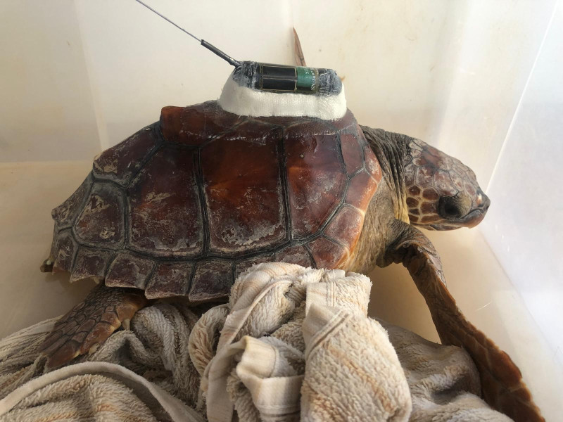 Tortuga boba recuperada