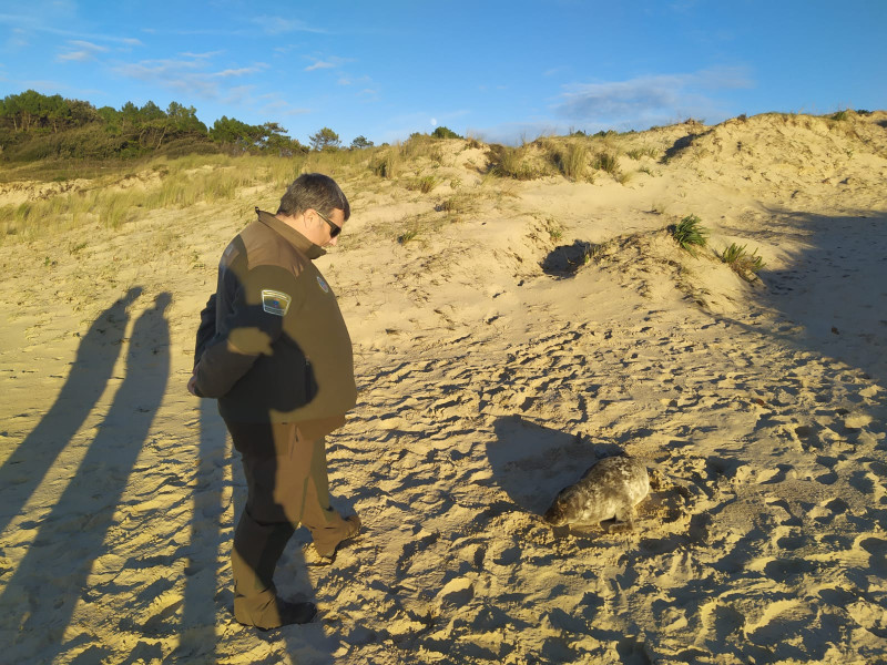 Una joven foca gris rescatada por Revarca en Loredo