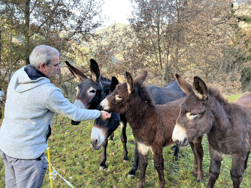 El burro catalán es un patrimonio genético que hay que preservar