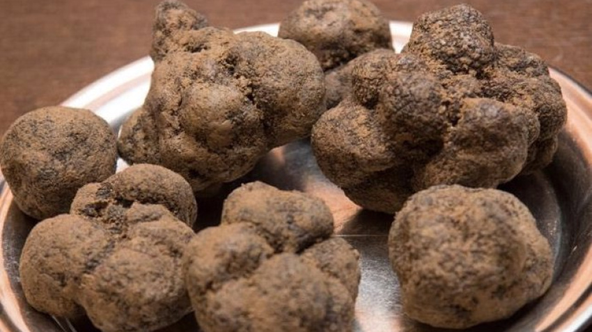 Teruel, provincia puntera en la recolección y comercialización de la trufa negra