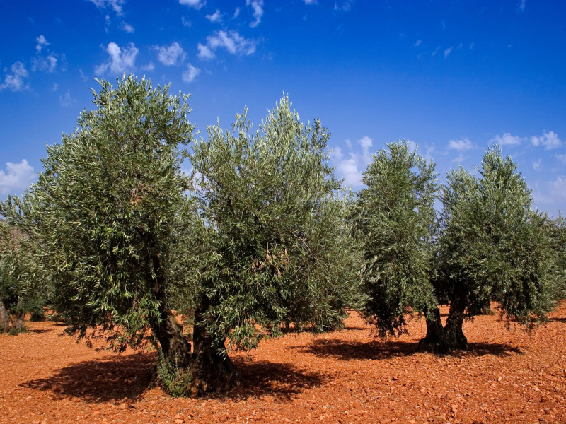 Olivar en la provincia de Jaén Andalucía España campo de olivos en la provincia de Jaén Andalucía España