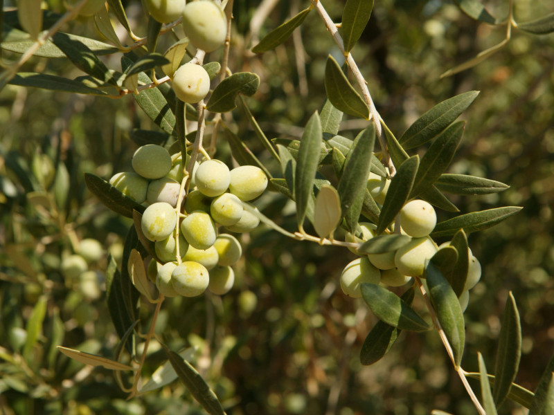 Recolección de aceitunas en un campo de olivos