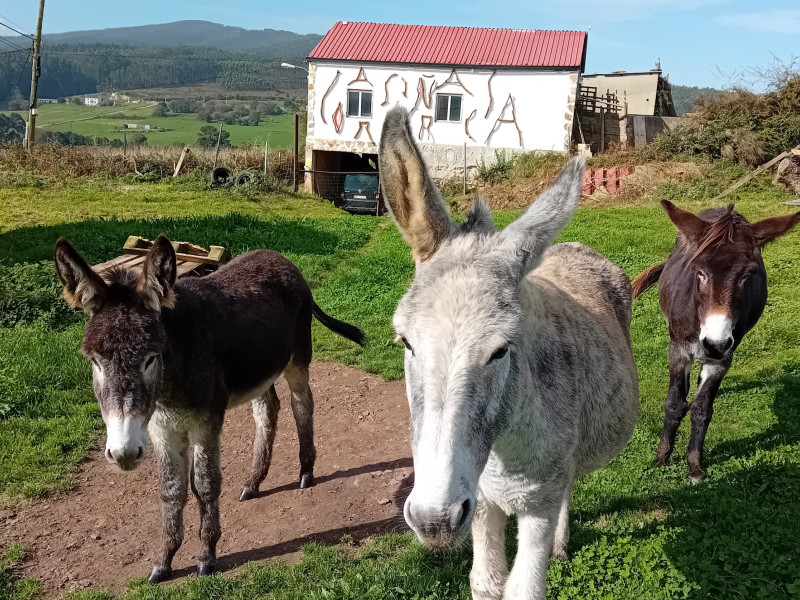 Los burros también habitan en la aldea hobbit