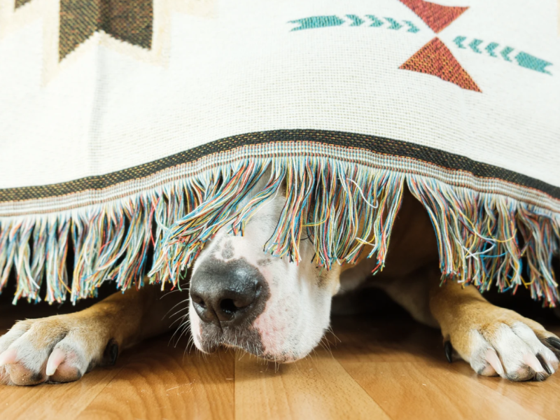 Un perro se esconde bajo la cama